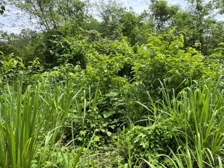 ขายทอดตลาด ที่ดินว่างเปล่า ต.ขุนยวม อ.ขุนยวม จ.แม่ฮ่องสอน