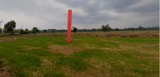 ขายทอดตลาด ที่ดินว่างเปล่า ต.กุดน้ำใส อ.ค้อวัง จ.ยโสธร
