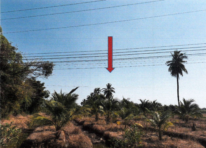 ขายทอดตลาด ที่ดินว่างเปล่า ต.ท่าชุมพล อ.โพธาราม จ.ราชบุรี