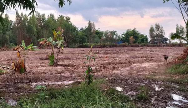ขายทอดตลาด ที่ดินว่างเปล่า ต.ขามเปี้ย อ.โพธิ์ชัย จ.ร้อยเอ็ด