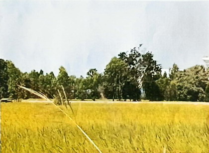 ขายทอดตลาด ที่ดินว่างเปล่า ต.พระธาตุ อ.เชียงขวัญ จ.ร้อยเอ็ด