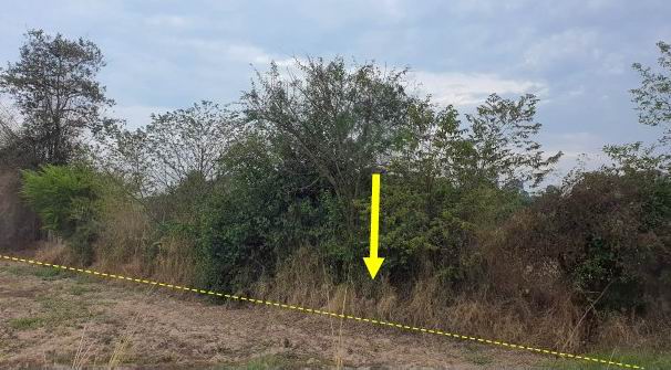 ขายทอดตลาด ที่ดินว่างเปล่า ต.หนองคู อ.เมืองยโสธร จ.ยโสธร