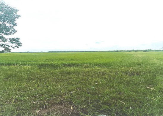 ขายทอดตลาด ที่ดินว่างเปล่า ต.ทุ่งหลวง อ.สุวรรณภูมิ จ.ร้อยเอ็ด