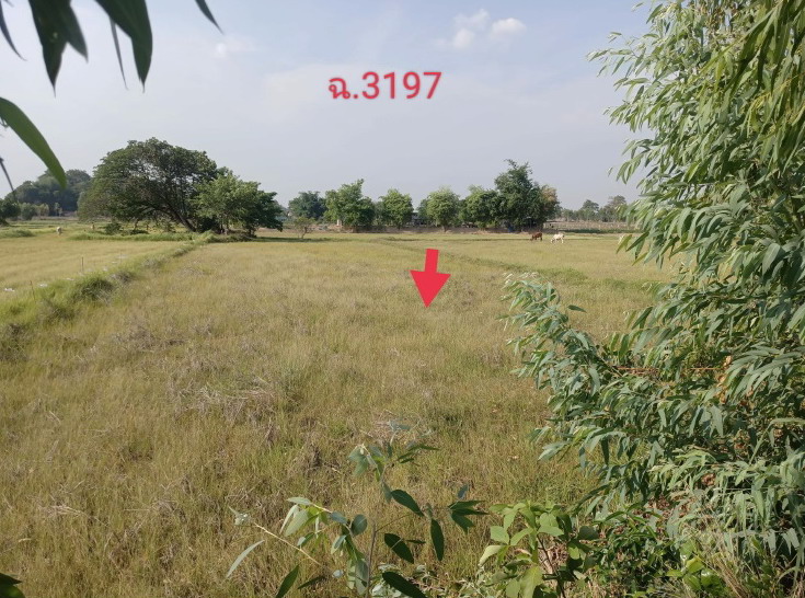 ขายทอดตลาด ที่ดินว่างเปล่า ต.เหล่าอ้อย อ.ร่องคำ จ.กาฬสินธุ์