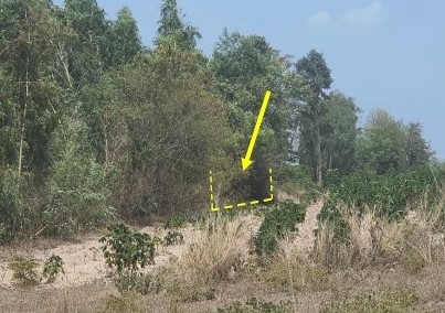 ขายทอดตลาด ที่ดินว่างเปล่า ต.ส้มผ่อ อ.ไทยเจริญ จ.ยโสธร