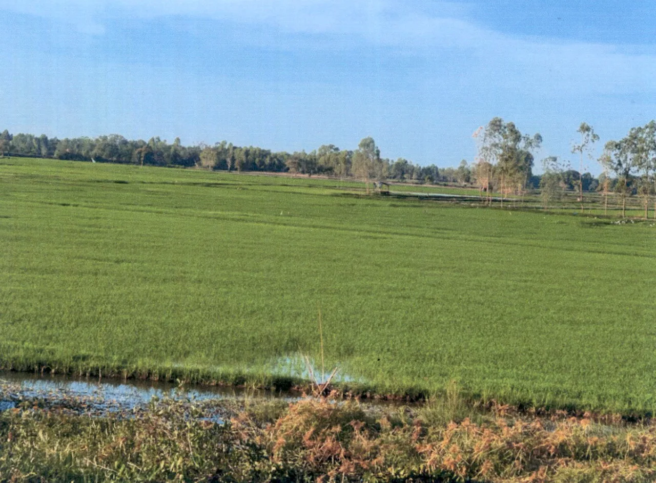 ขายทอดตลาด ที่ดินว่างเปล่า ต.เหล่าอ้อย อ.ร่องคำ จ.กาฬสินธุ์