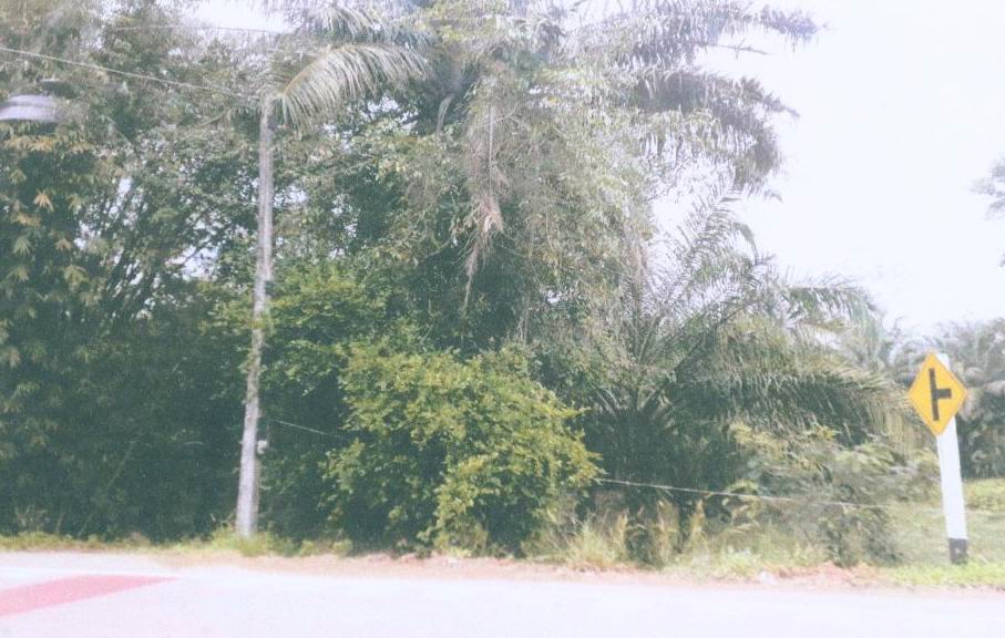 ขายทอดตลาด ที่ดินว่างเปล่า ต.ทุ่งไทรทอง อ.ลำทับ จ.กระบี่