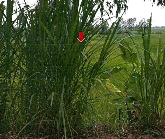 ขายทอดตลาด ที่ดินว่างเปล่า จ.ยโสธร