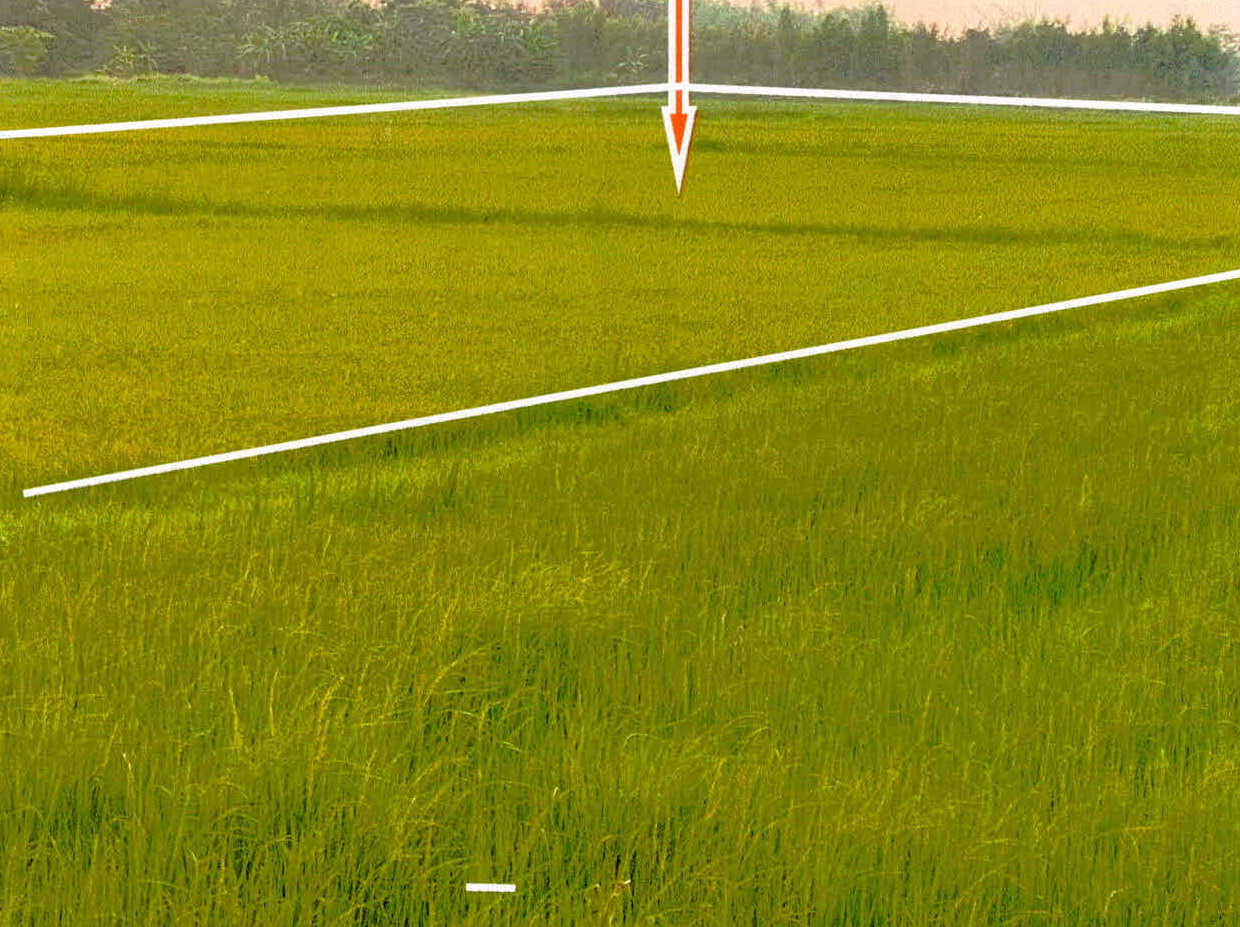 ขายทอดตลาด ที่ดินว่างเปล่า ต.เขื่องคำ อ.เมืองยโสธร จ.ยโสธร