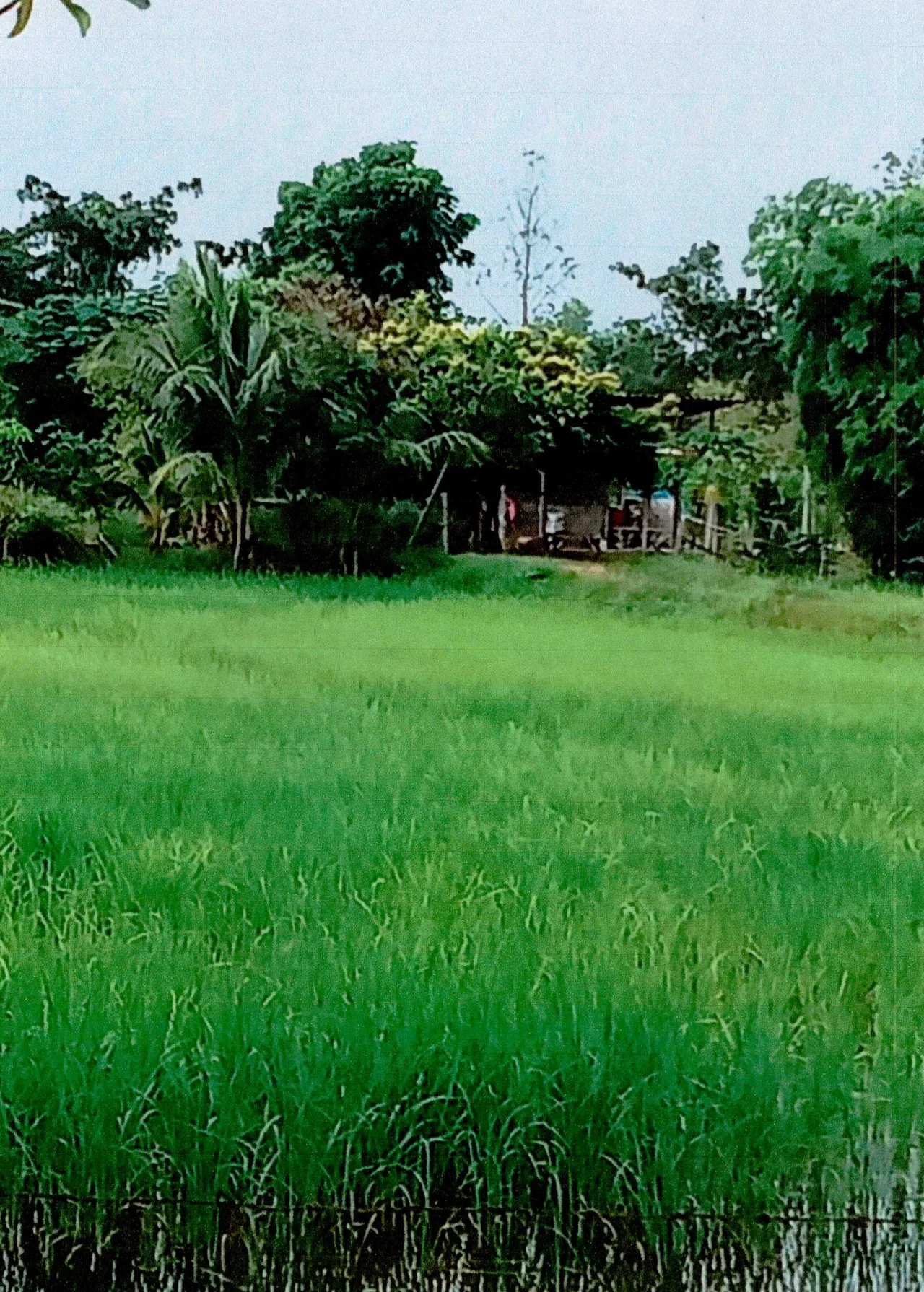 ขายทอดตลาด ที่ดินพร้อมสิ่งปลูกสร้าง ต.โพนงาม อ.กุดชุม จ.ยโสธร