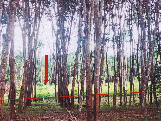 ขายทอดตลาด ที่ดินว่างเปล่า ต.หน้าเขา อ.เขาพนม จ.กระบี่