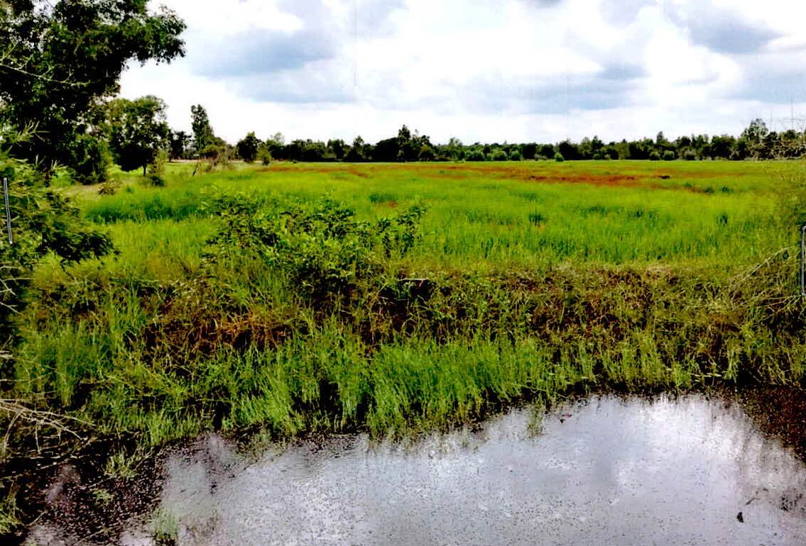 ขายทอดตลาด ที่ดินว่างเปล่า ต.หัวโทน อ.สุวรรณภูมิ จ.ร้อยเอ็ด