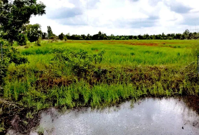 ขายทอดตลาด ที่ดินว่างเปล่า ต.หัวโทน อ.สุวรรณภูมิ จ.ร้อยเอ็ด