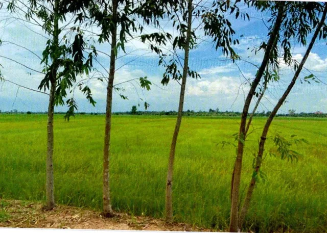 ขายทอดตลาด ที่ดินว่างเปล่า ต.ธงธานี อ.ธวัชบุรี จ.ร้อยเอ็ด