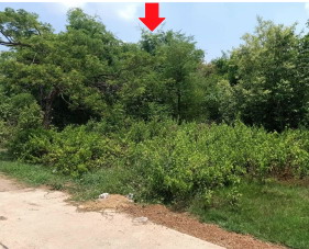 ขายทอดตลาด ที่ดินว่างเปล่า ต.ปาฝา อ.กิ่งอำเภอจังหาร จ.ร้อยเอ็ด
