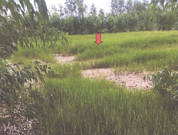 ขายทอดตลาด ที่ดินว่างเปล่า ต.โพนสูง อ.ปทุมรัตต์ จ.ร้อยเอ็ด
