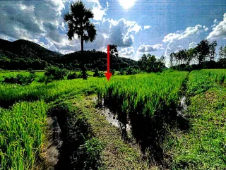 รูปทรัพย์ 2