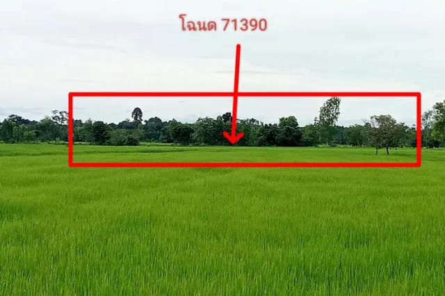 ขายทอดตลาด ที่ดินว่างเปล่า ต.นาแซง อ.เสลภูมิ จ.ร้อยเอ็ด