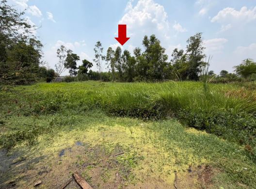 ขายทอดตลาด ที่ดินว่างเปล่า ต.น้ำอ้อม อ.เกษตรวิสัย จ.ร้อยเอ็ด