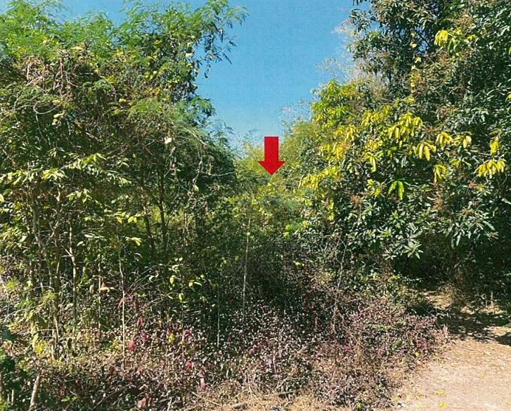 ขายทอดตลาด ที่ดินว่างเปล่า จ.ราชบุรี