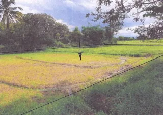 รูปทรัพย์ 1