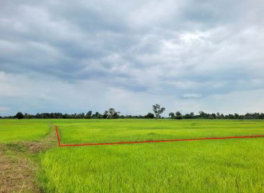 ขายทอดตลาด ที่ดินว่างเปล่า ต.บ้านแจ้ง อ.อาจสามารถ จ.ร้อยเอ็ด