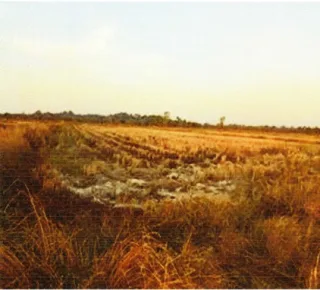 รูปทรัพย์ 2