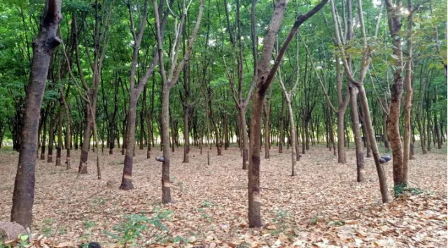 ขายทอดตลาด ที่ดินว่างเปล่า ต.ช้างเผือก อ.สุวรรณภูมิ จ.ร้อยเอ็ด