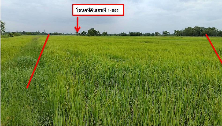 ขายทอดตลาด ที่ดินว่างเปล่า ต.น้ำอ้อม อ.ค้อวัง จ.ยโสธร