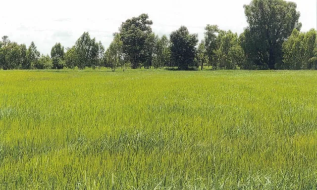 ขายทอดตลาด ที่ดินว่างเปล่า ต.หนองหมื่นถ่าน อ.อาจสามารถ จ.ร้อยเอ็ด