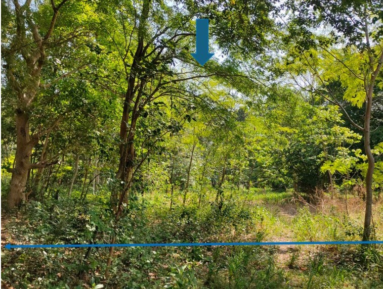 ขายทอดตลาด ที่ดินว่างเปล่า ต.ป่าสังข์ อ.จตุรพักตรพิมาน จ.ร้อยเอ็ด