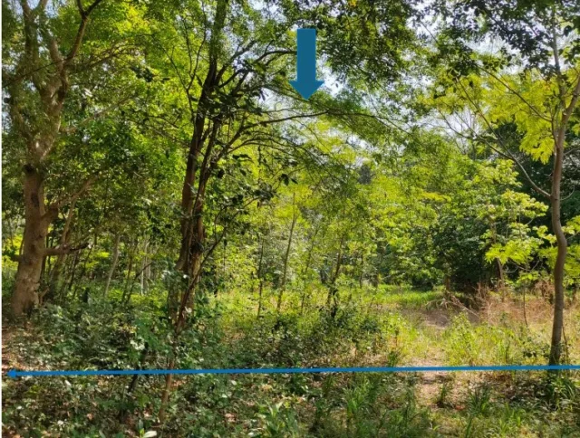 ขายทอดตลาด ที่ดินว่างเปล่า ต.ป่าสังข์ อ.จตุรพักตรพิมาน จ.ร้อยเอ็ด
