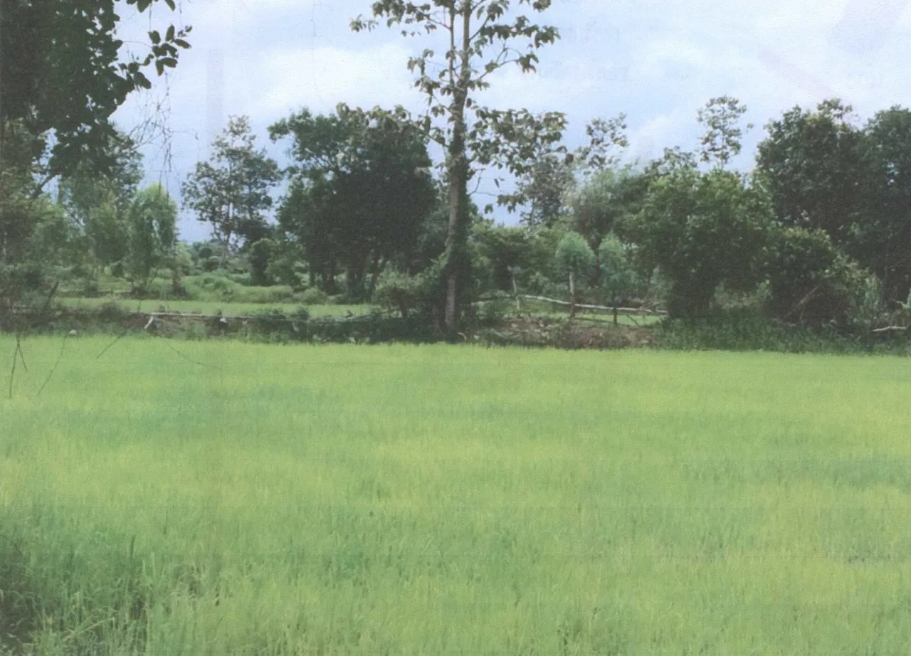 ขายทอดตลาด ที่ดินว่างเปล่า ต.หนองหิน อ.เมืองยโสธร จ.ยโสธร