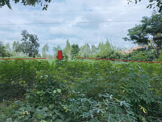ขายทอดตลาด ที่ดินว่างเปล่า ต.ลุมพุก อ.คำเขื่อนแก้ว จ.ยโสธร