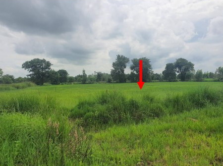 ขายทอดตลาด ที่ดินว่างเปล่า ต.บากเรือ อ.มหาชนะชัย จ.ยโสธร