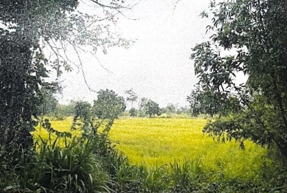 ขายทอดตลาด ที่ดินว่างเปล่า ต.ลุมพุก อ.คำเขื่อนแก้ว จ.ยโสธร