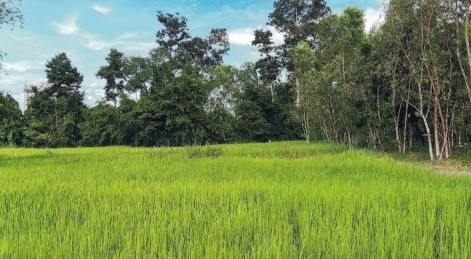 ขายทอดตลาด ที่ดินว่างเปล่า ต.ธวัชบุรี อ.ธวัชบุรี จ.ร้อยเอ็ด