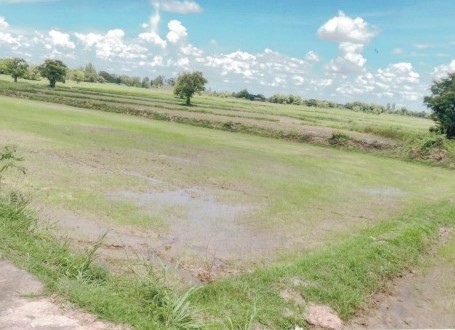 ขายทอดตลาด ที่ดินว่างเปล่า ต.นางาม อ.เสลภูมิ จ.ร้อยเอ็ด