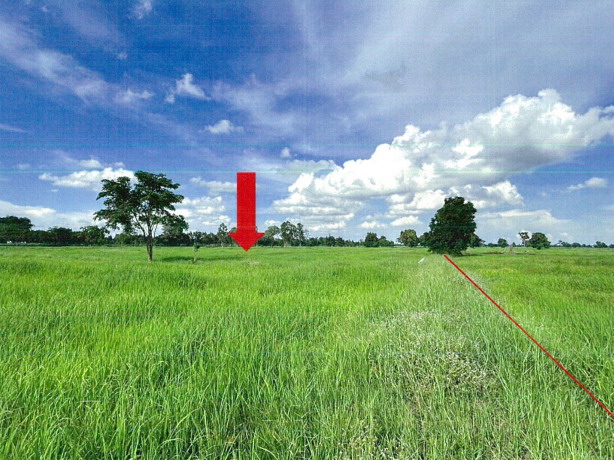ขายทอดตลาด ที่ดินว่างเปล่า ต.สระบัว อ.ปทุมรัตต์ จ.ร้อยเอ็ด