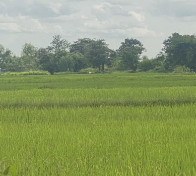 ขายทอดตลาด ที่ดินว่างเปล่า ต.หนองไผ่ อ.ธวัชบุรี จ.ร้อยเอ็ด
