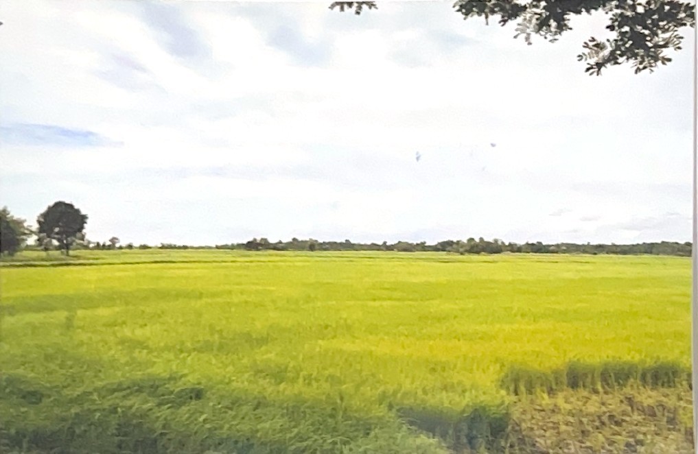 ขายทอดตลาด ที่ดินว่างเปล่า ต.ค้อเหนือ อ.เมืองยโสธร จ.ยโสธร