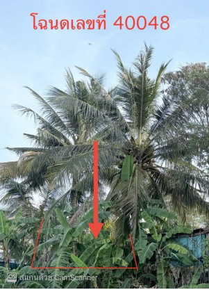 ขายทอดตลาด ที่ดินว่างเปล่า ต.หนองแวง อ.เมืองร้อยเอ็ด จ.ร้อยเอ็ด