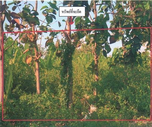 ขายทอดตลาด ที่ดินว่างเปล่า ต.คลองตาคต อ.โพธาราม จ.ราชบุรี