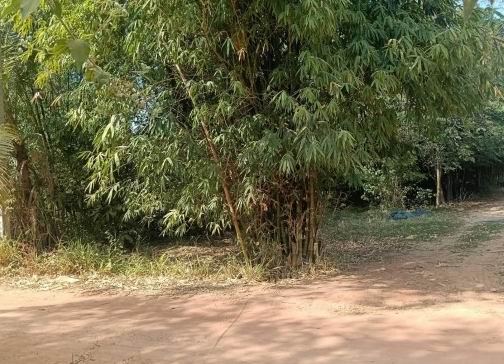 ขายทอดตลาด ที่ดินว่างเปล่า จ.กาฬสินธุ์