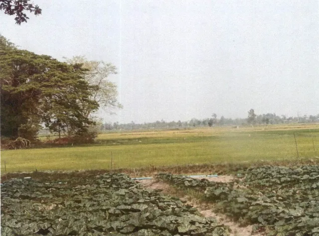 ขายทอดตลาด ที่ดินว่างเปล่า ต.โพนเมือง อ.อาจสามารถ จ.ร้อยเอ็ด