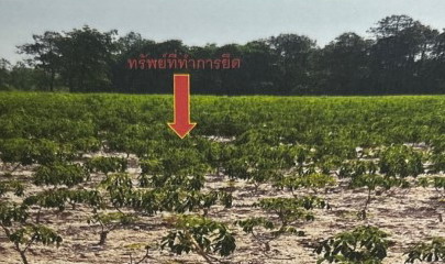 ขายทอดตลาด ที่ดินว่างเปล่า ต.สงเปลือย อ.นามน จ.กาฬสินธุ์
