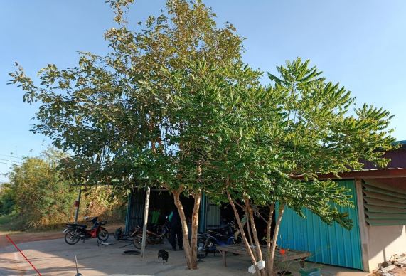 ขายทอดตลาด ที่ดินพร้อมสิ่งปลูกสร้าง ต.วังหลวง อ.เสลภูมิ จ.ร้อยเอ็ด