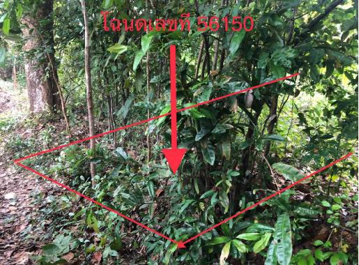 ขายทอดตลาด ที่ดินว่างเปล่า ต.อาจสามารถ อ.อาจสามารถ จ.ร้อยเอ็ด