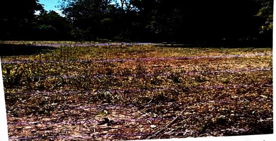 ขายทอดตลาด ที่ดินว่างเปล่า ต.หนองแวง อ.เมืองร้อยเอ็ด จ.ร้อยเอ็ด