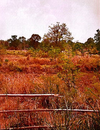 ขายทอดตลาด ที่ดินว่างเปล่า ต.สีแก้ว อ.เมืองร้อยเอ็ด จ.ร้อยเอ็ด